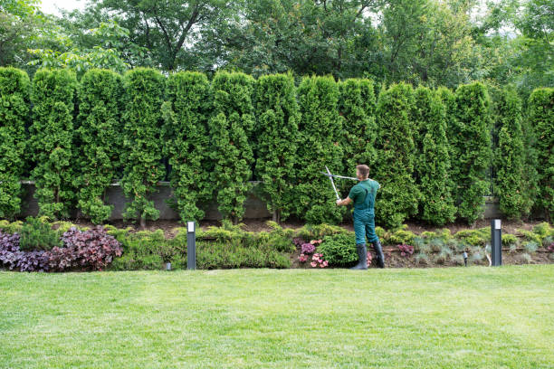  Lake Shore, MN Tree Removal and Landscaping Services Pros